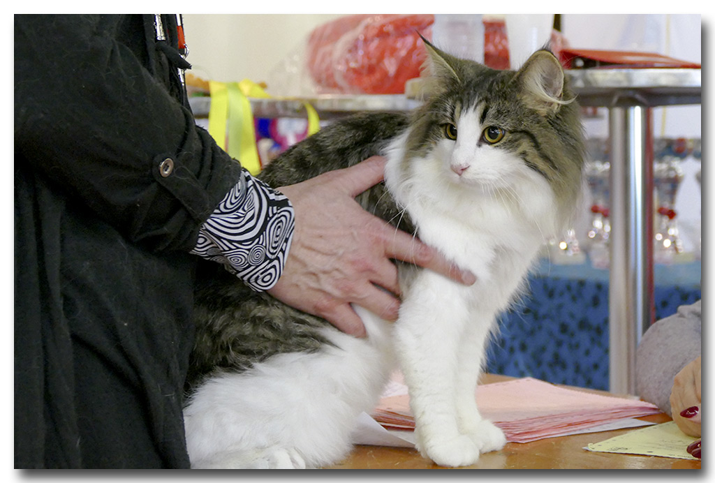 bella1.jpg - Liten Bella Swan de la Ghilde des Elfes, femelle 4/7 mois