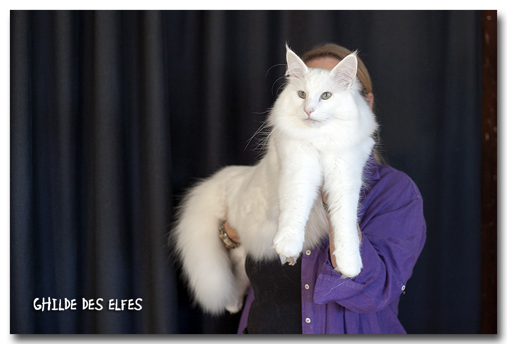 ice1.jpg - Wonderwoods Ice Wolf, mâle adulte, nominé au BIS le samedi !