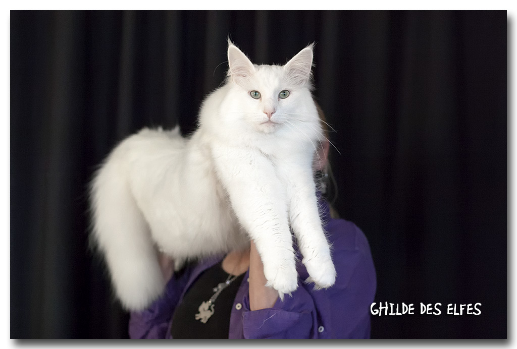 ice2.jpg - Wonderwoods Ice Wolf, mâle adulte, nominé au BIS le samedi !