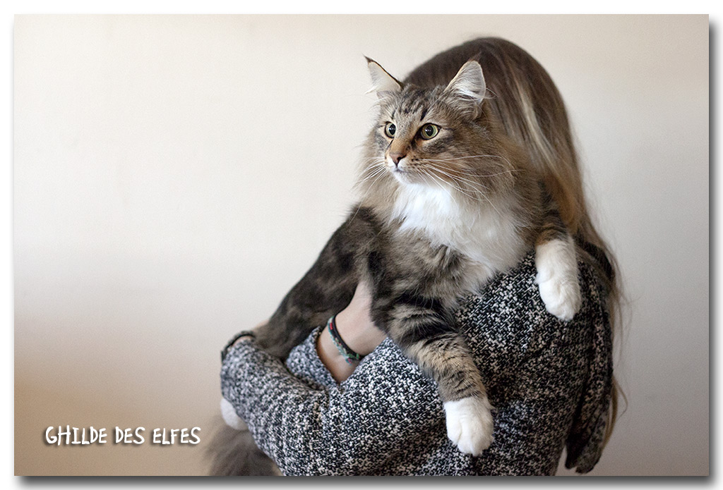 ikatz1.jpg - Ikatz de Sigriou, mâle neutre, BIS les deux jours !