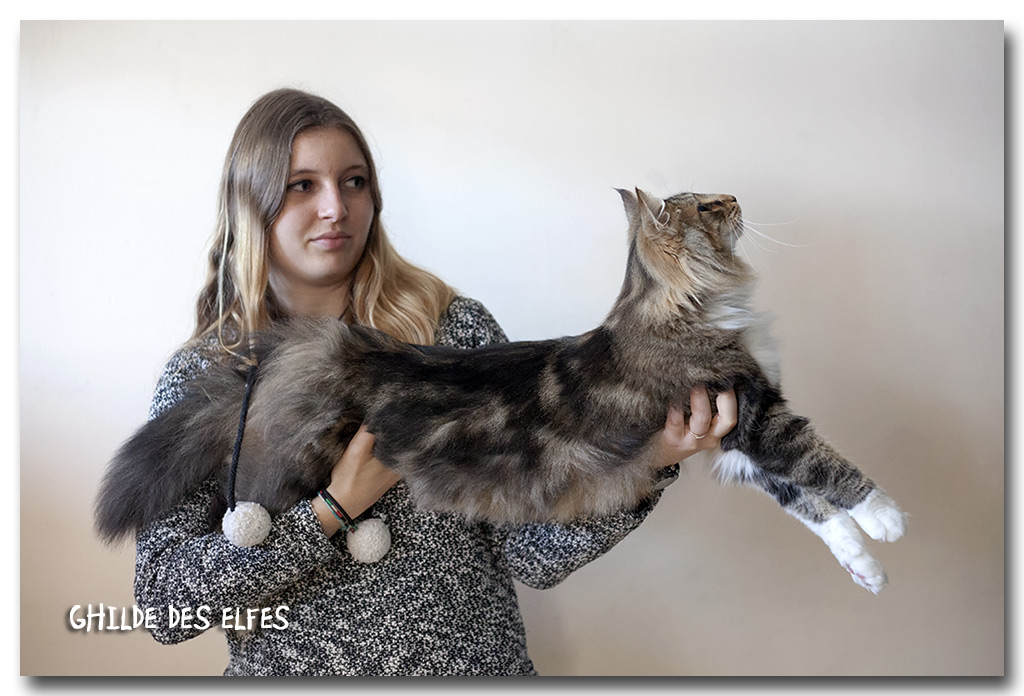 ikatz4.jpg - Ikatz de Sigriou, mâle neutre, BIS les deux jours !