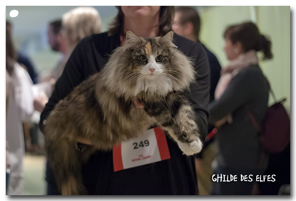 jane1.jpg - Jane des Graulières, femelle adulte