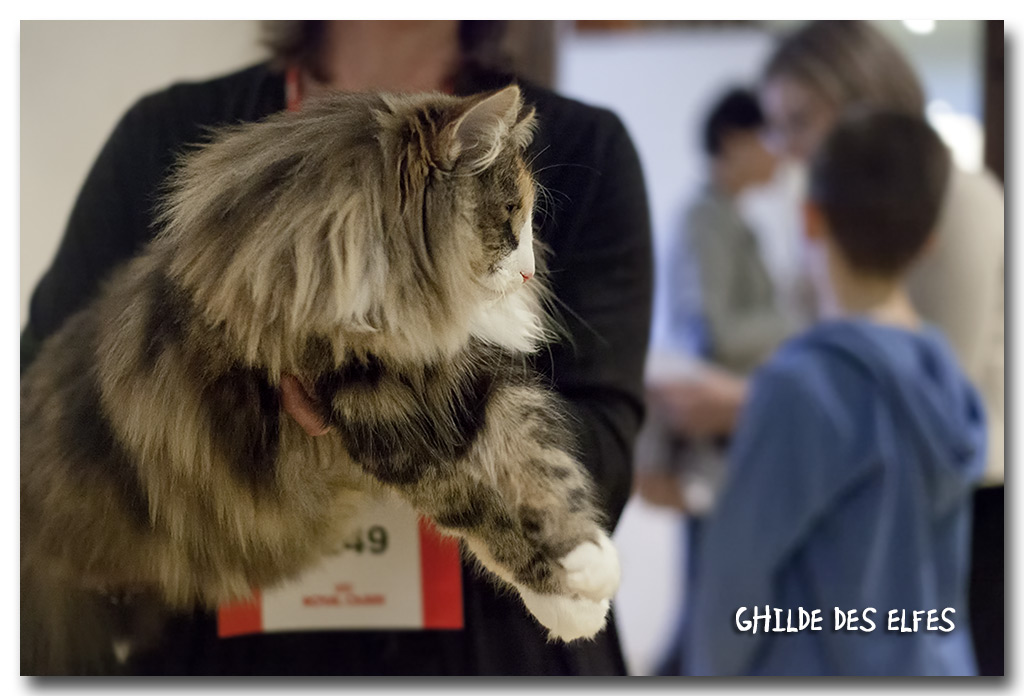 jane2.jpg - Jane des Graulières, femelle adulte