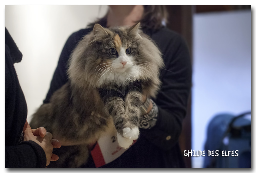 jane3.jpg - Jane des Graulières, femelle adulte