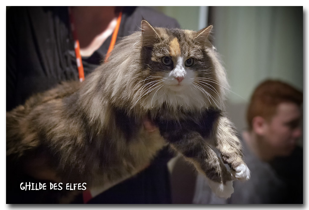 jane4.jpg - Jane des Graulières, femelle adulte