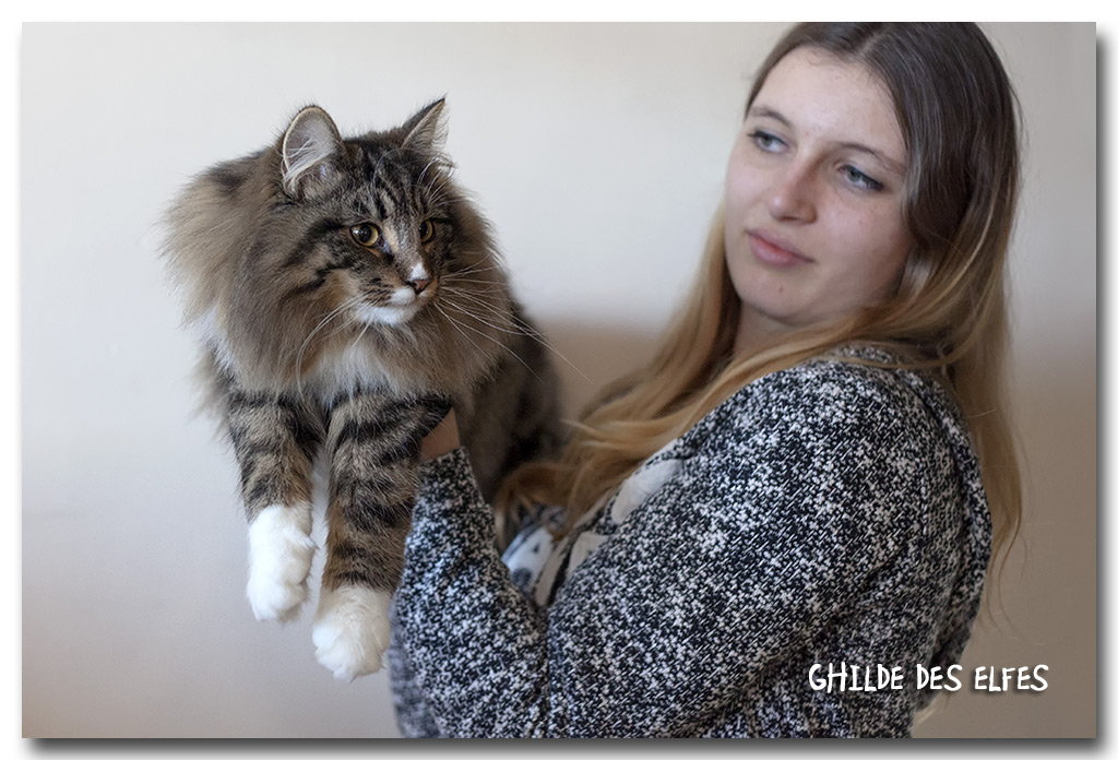 laika1.jpg - Laïka de la Ghilde des Elfes, femelle 7/10 mois. Nominée au BIS les deux jours !