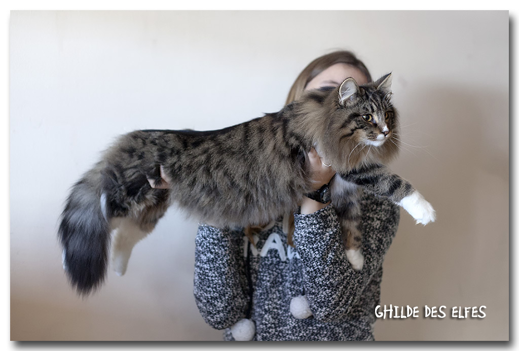 laika2.jpg - Laïka de la Ghilde des Elfes, femelle 7/10 mois. Nominée au BIS les deux jours !