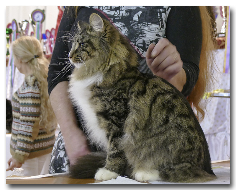 laika3.jpg - Laïka de la Ghilde des Elfes, femelle 7/10 mois. Nominée au BIS les deux jours !