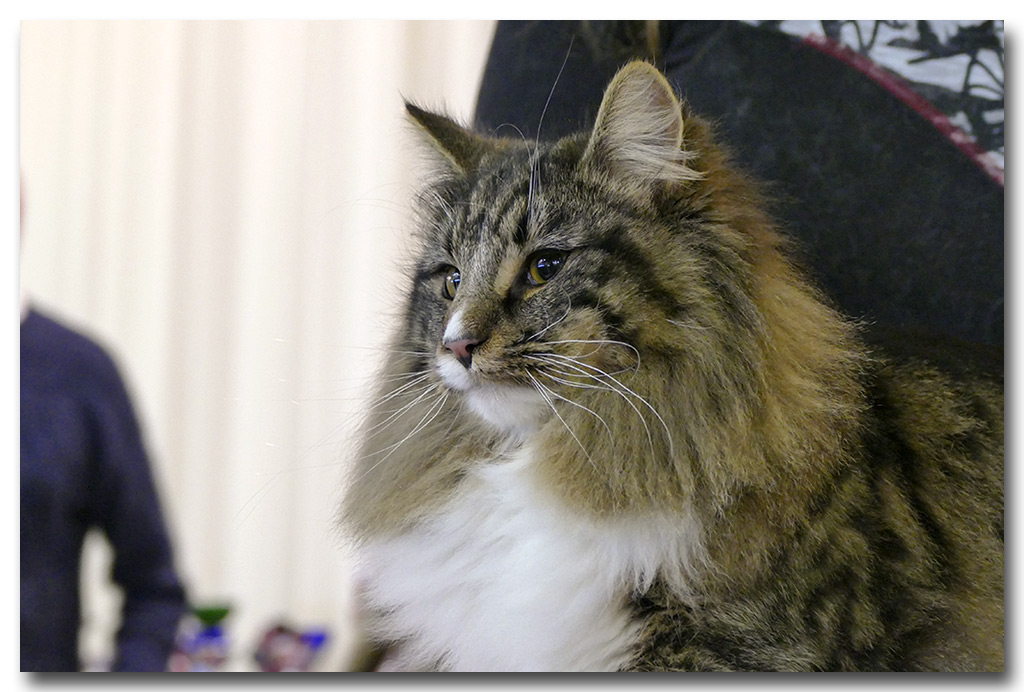 laika4.jpg - Laïka de la Ghilde des Elfes, femelle 7/10 mois. Nominée au BIS les deux jours !