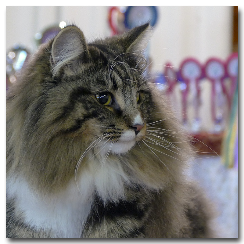 laika5.jpg - Laïka de la Ghilde des Elfes, femelle 7/10 mois. Nominée au BIS les deux jours !