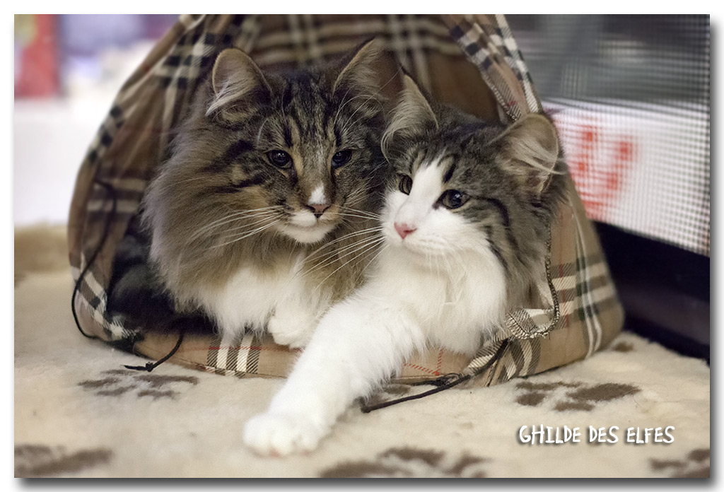 laika_bella1.jpg - Laïka et Liten Bella Swan de la Ghilde des Elfes, femelle 4/7 mois