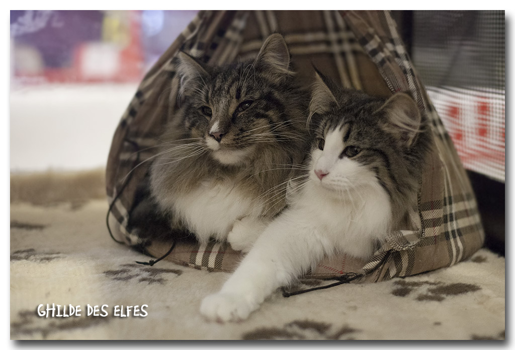 laika_bella2.jpg - Laïka et Liten Bella Swan de la Ghilde des Elfes, femelle 4/7 mois