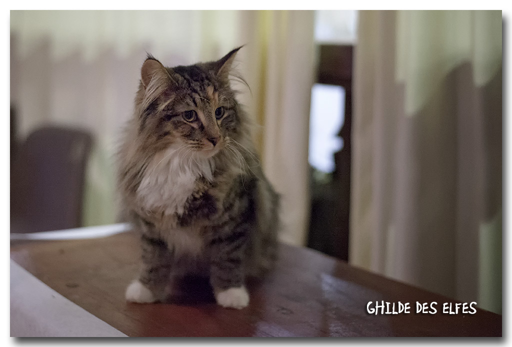 lif1.jpg - Killyan's Forest Lif, femelle 7/10 mois 