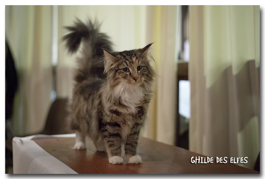 lif2.jpg - Killyan's Forest Lif, femelle 7/10 mois 