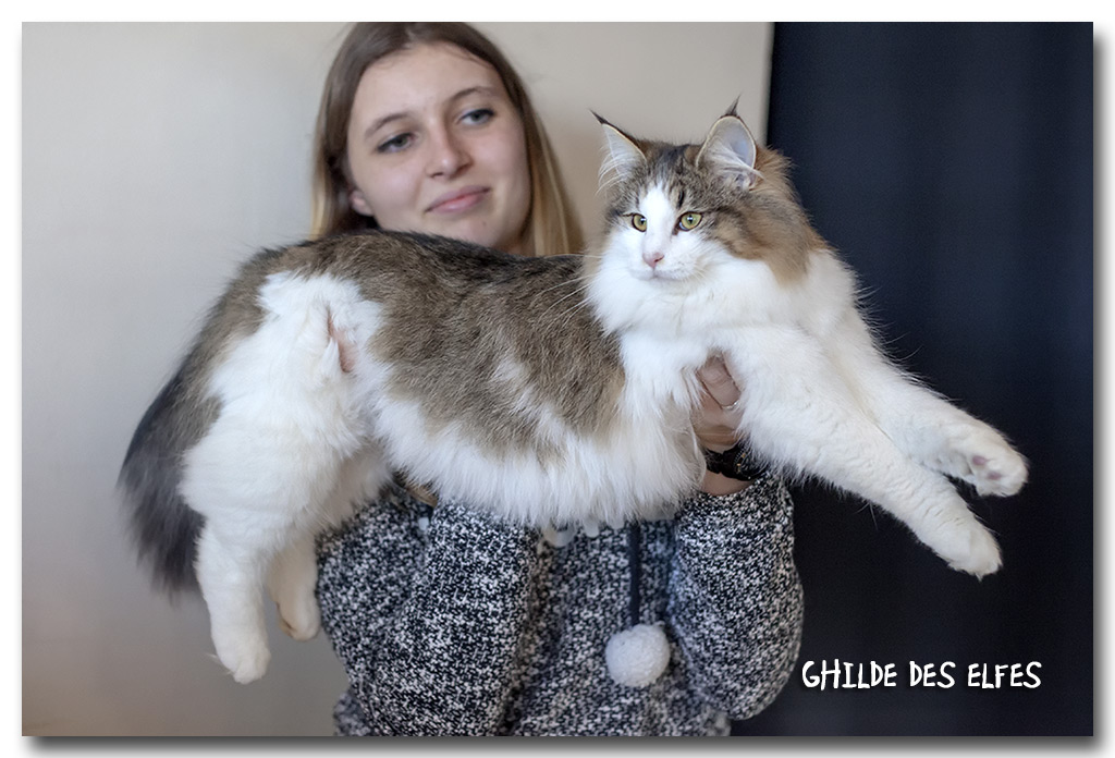 lorena1.jpg - Liten Lorena de la Ghilde des Elfes, chaton femelle 4/7 mois. BIV et BIS les deux jours !