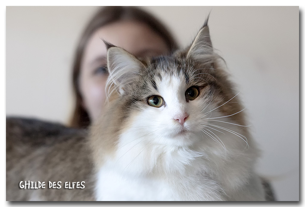 lorena2.jpg - Liten Lorena de la Ghilde des Elfes, chaton femelle 4/7 mois. BIV et BIS les deux jours !