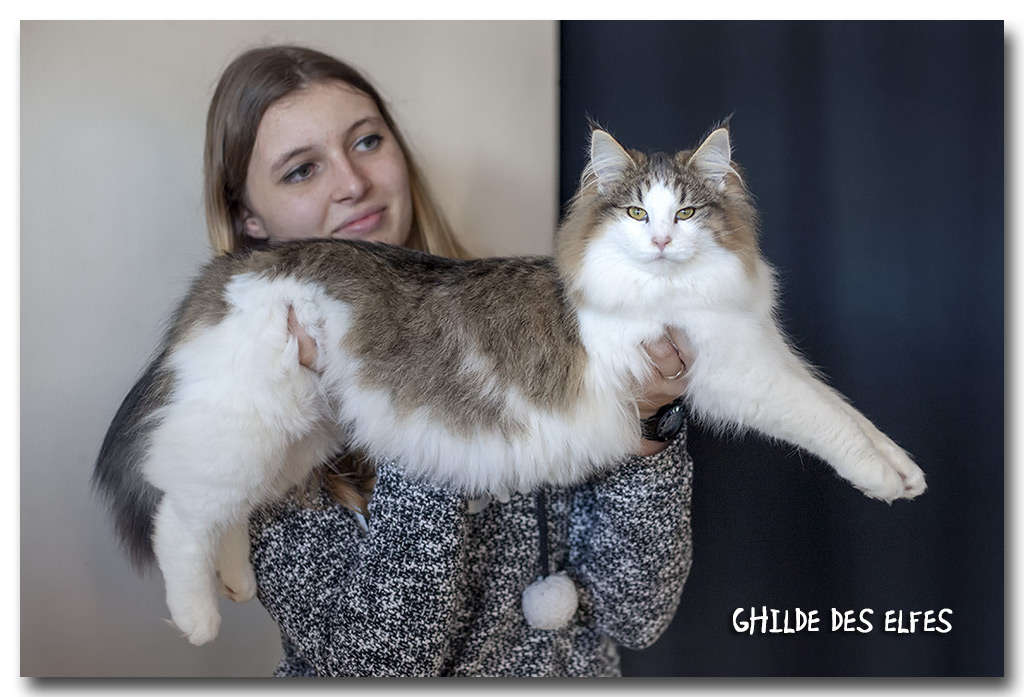 lorena3.jpg - Liten Lorena de la Ghilde des Elfes, chaton femelle 4/7 mois. BIV et BIS les deux jours !