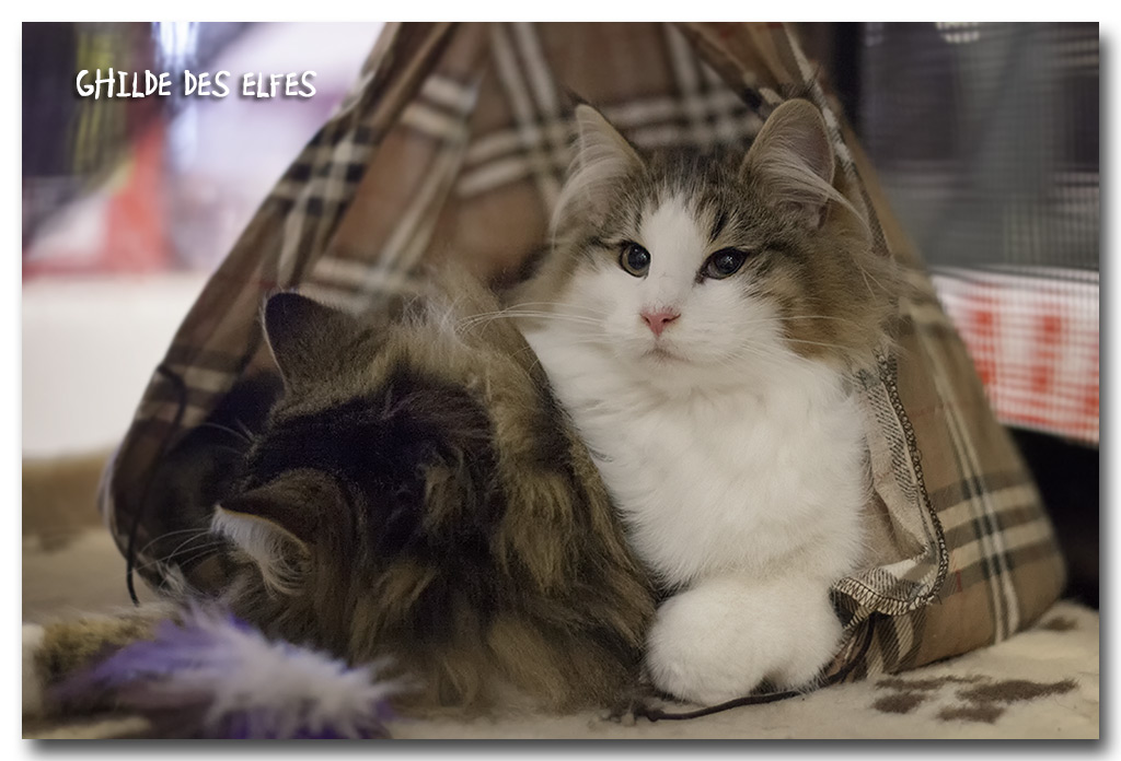lorena4.jpg - Liten Lorena de la Ghilde des Elfes, chaton femelle 4/7 mois. BIV et BIS les deux jours !