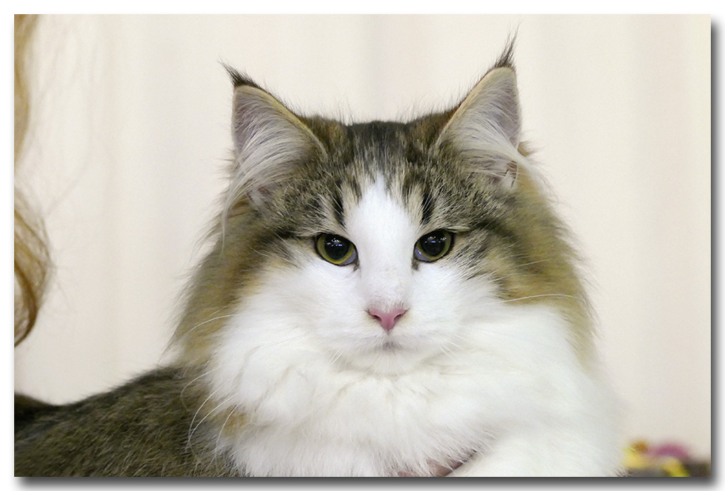 lorena5.jpg - Liten Lorena de la Ghilde des Elfes, chaton femelle 4/7 mois. BIV et BIS les deux jours !