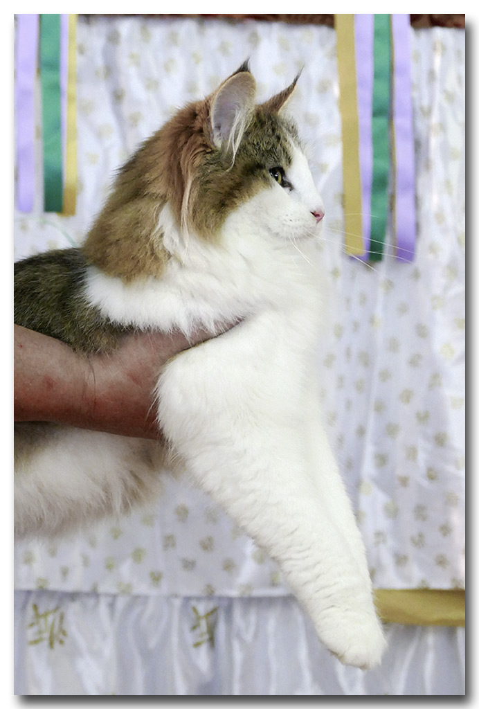 lorena6.jpg - Liten Lorena de la Ghilde des Elfes, chaton femelle 4/7 mois. BIV et BIS les deux jours !