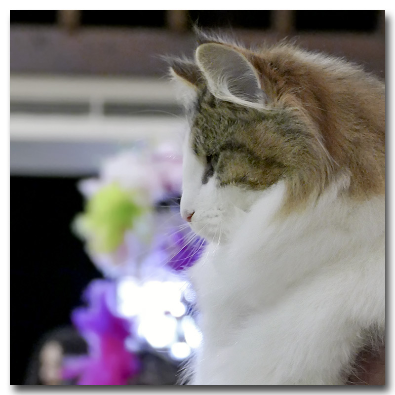 lorena7.jpg - Liten Lorena de la Ghilde des Elfes, chaton femelle 4/7 mois. BIV et BIS les deux jours !