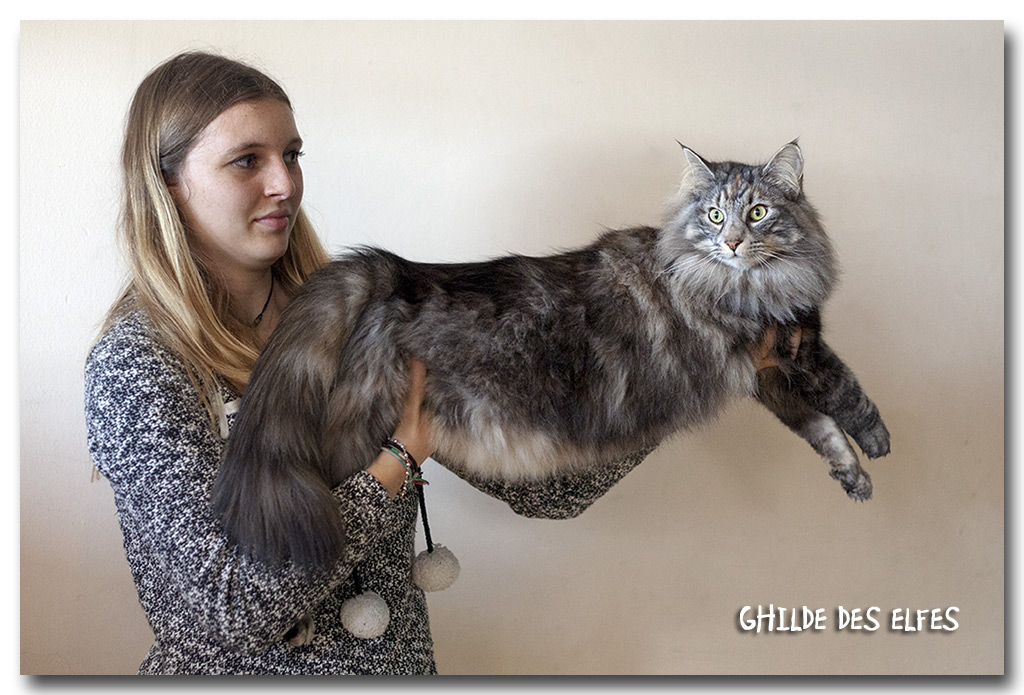 nana1.jpg - Iaorana de Sigriou, femelle neutre nominée au BIS le samedi !