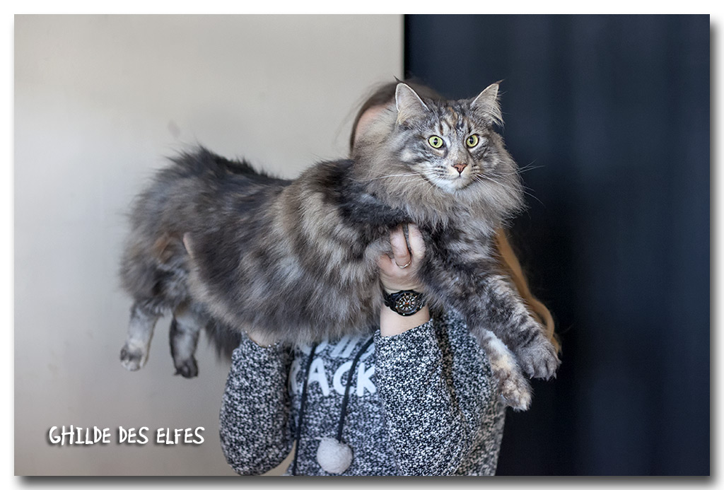 nana2.jpg - Iaorana de Sigriou, femelle neutre nominée au BIS le samedi !