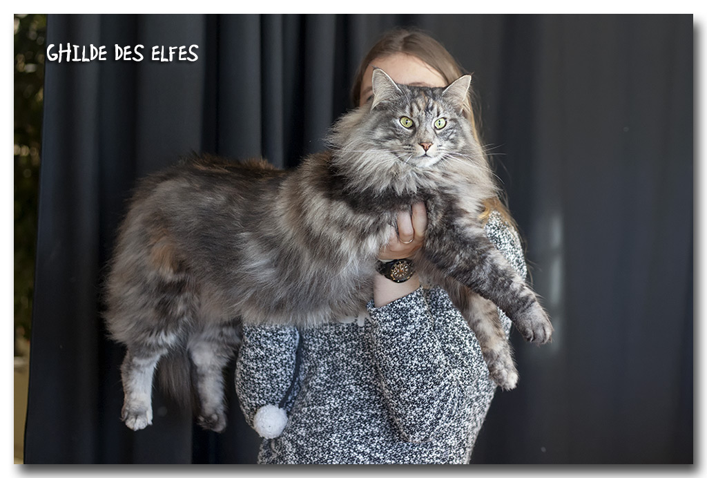 nana3.jpg - Iaorana de Sigriou, femelle neutre nominée au BIS le samedi !