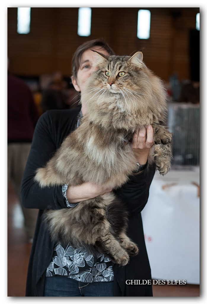 ENZO1.jpg - Nordrasill Enzo