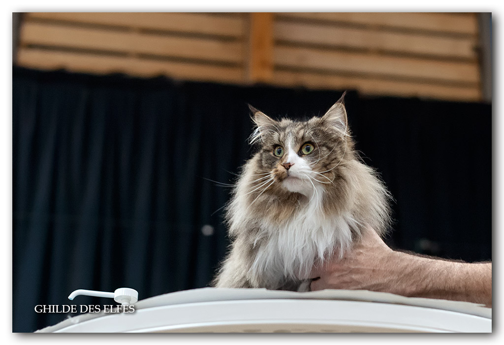 NADIRA6.jpg - Nadira des Graulières