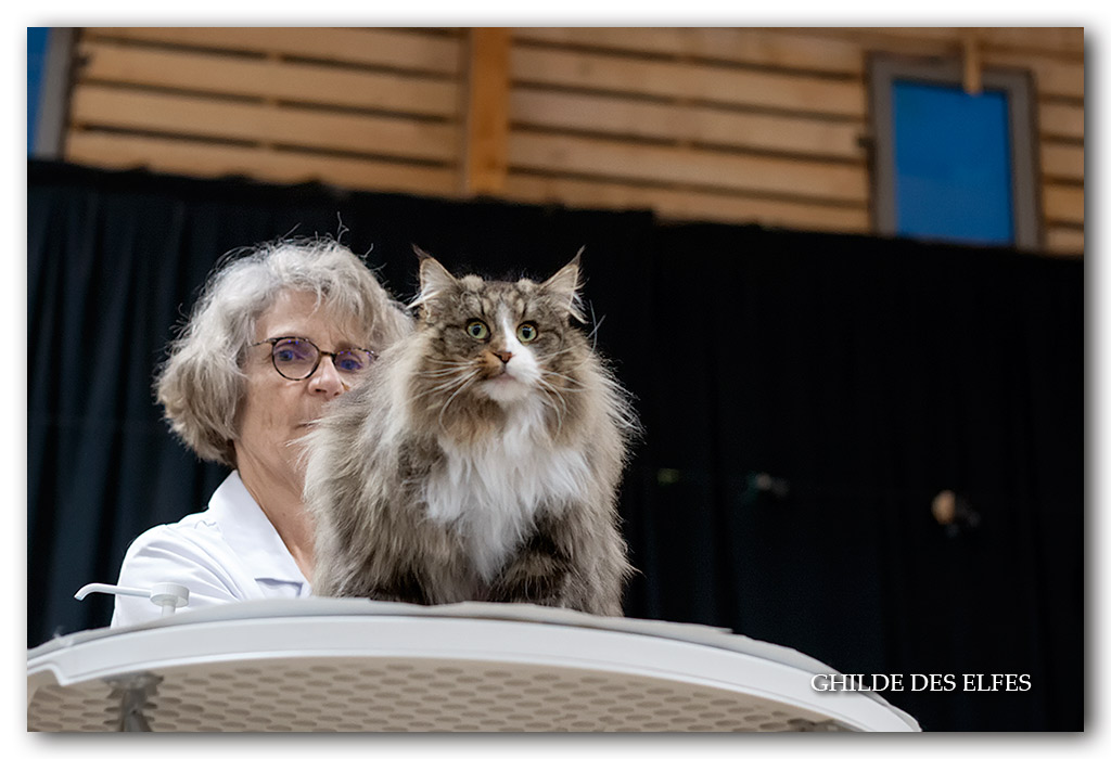 NADIRA7.jpg - Nadira des Graulières