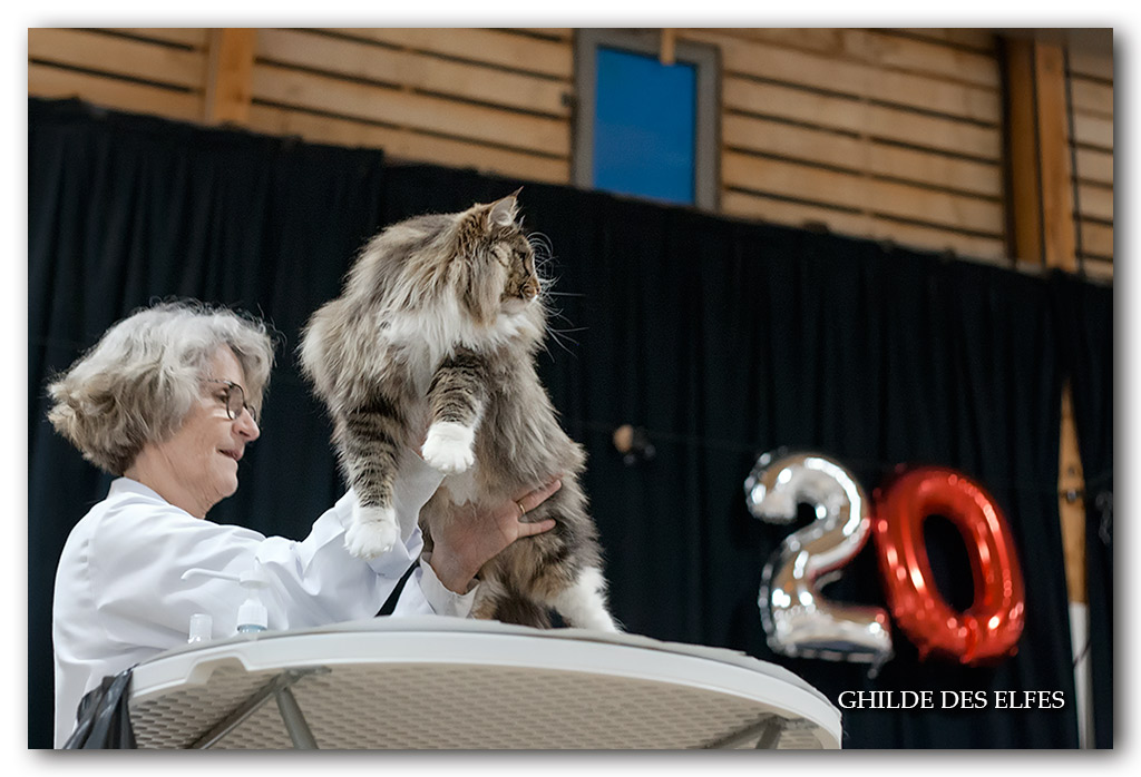 NADIRA8.jpg - Nadira des Graulières