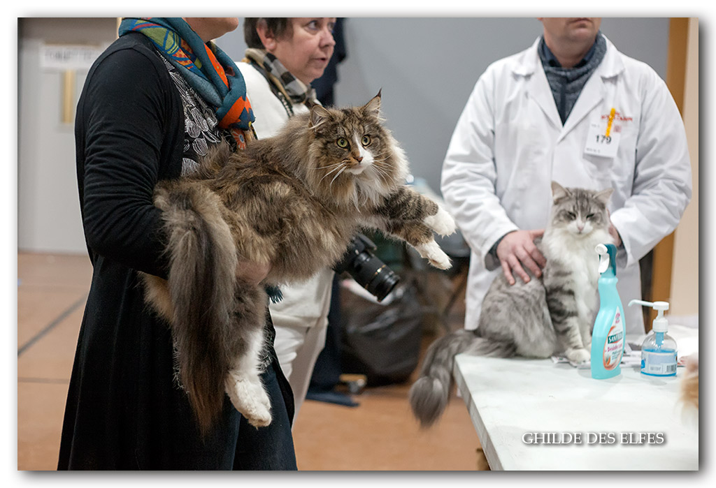 NADIRA9.jpg - Nadira des Graulières