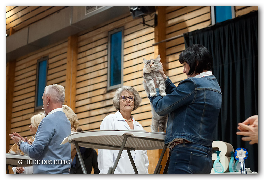 Podium.jpg - Daenerys Targaryen Skogkatt Norsk