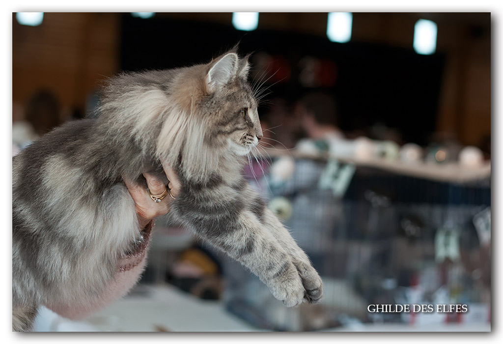 QUEENY2.jpg - Queeny de la Forêt d'Agre