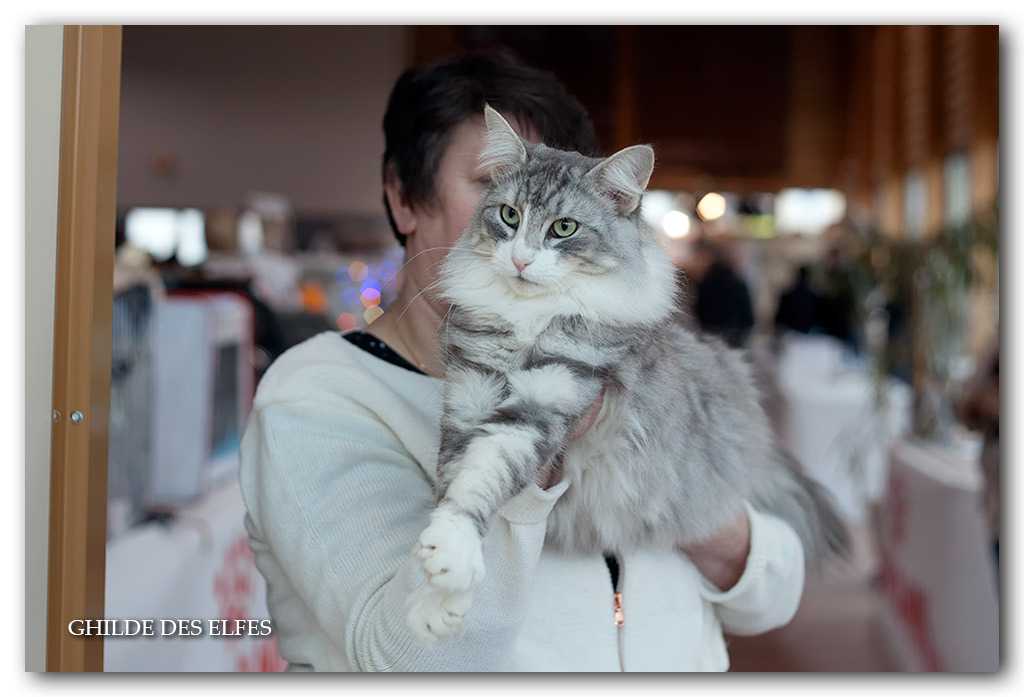 SARAH1.jpg - Ch N'Ma Jolie Sarah d'Horten's dream