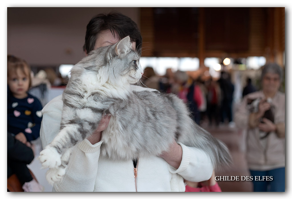 SARAH2.jpg - Ch N'Ma Jolie Sarah d'Horten's dream