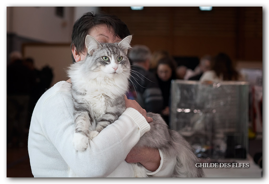 SARAH3.jpg - Ch N'Ma Jolie Sarah d'Horten's dream