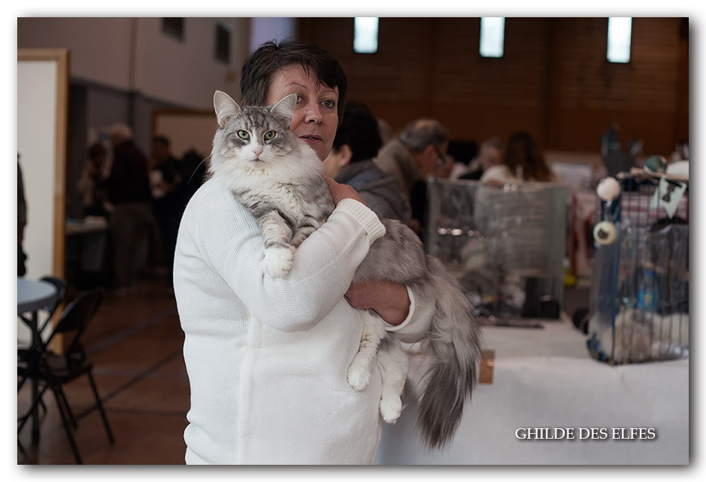 SARAH4.jpg - Ch N'Ma Jolie Sarah d'Horten's dream