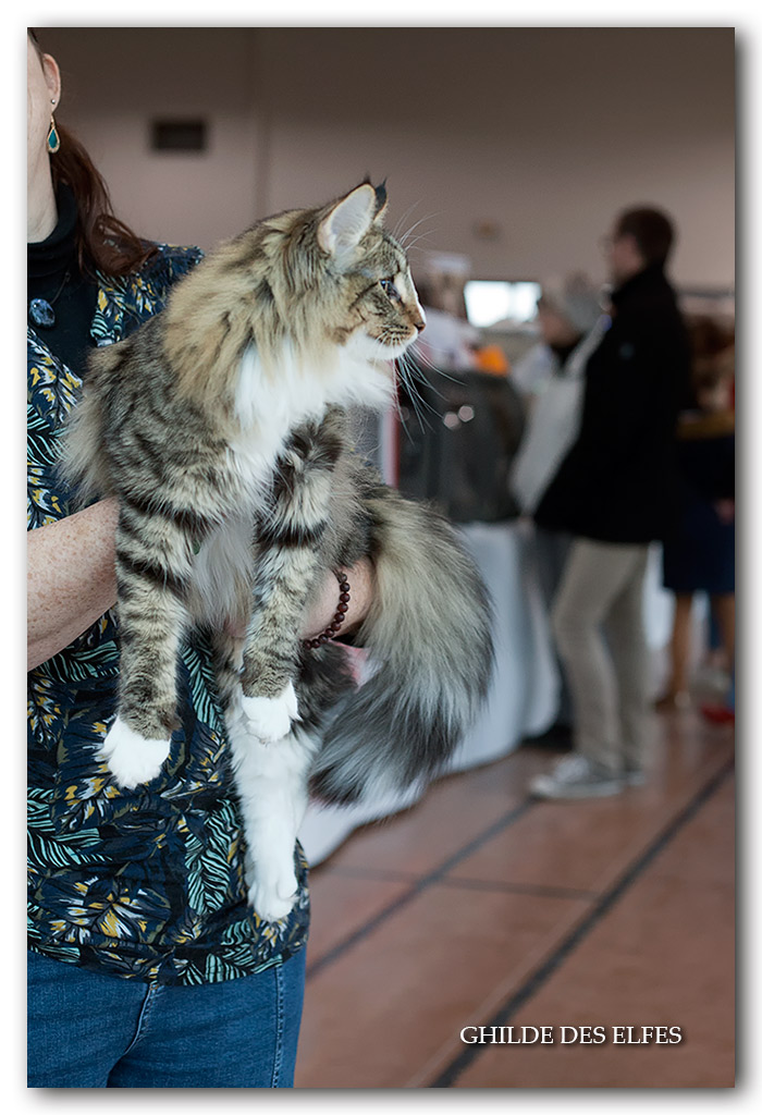 eve1.jpg - Calgary Puszyste Koty