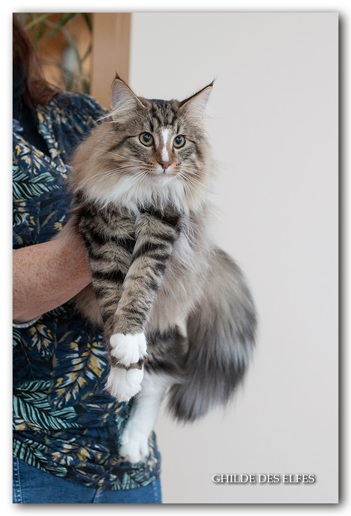 eve4.jpg - Calgary Puszyste Koty