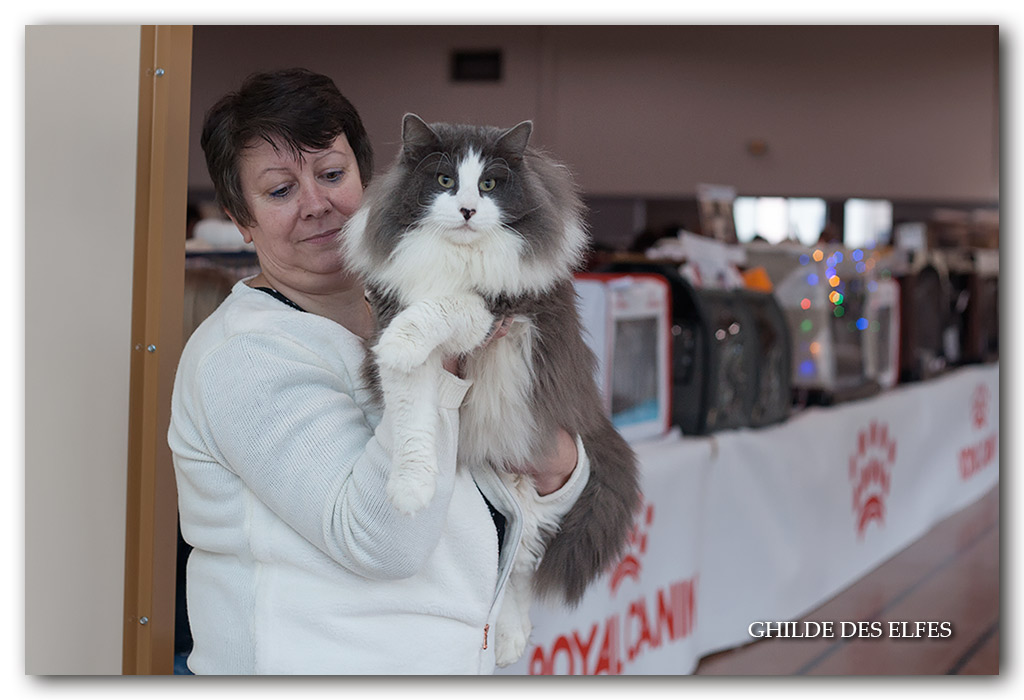 justi1.jpg - Sc I'Justi junior d'Horten's dream DVM / Honneur