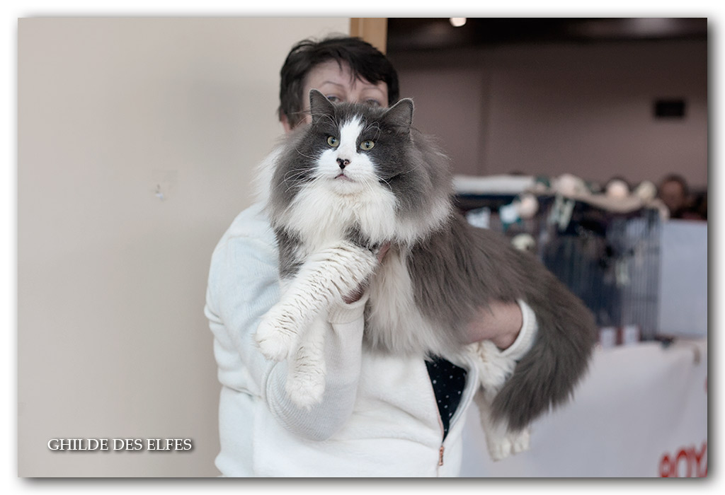 justi2.jpg - Sc I'Justi junior d'Horten's dream DVM / Honneur