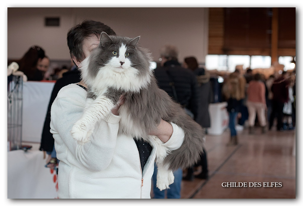 justi3.jpg - Sc I'Justi junior d'Horten's dream DVM / Honneur