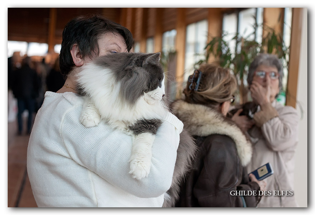 justi4.jpg - Sc I'Justi junior d'Horten's dream DVM / Honneur