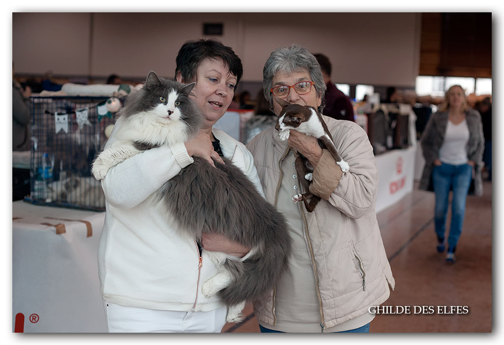 justi5.jpg - Sc I'Justi junior d'Horten's dream DVM / Honneur