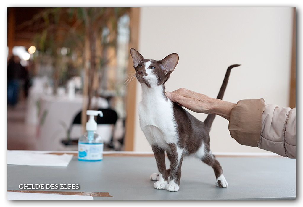 orientale1.jpg - Pavlova du Bois du Fay