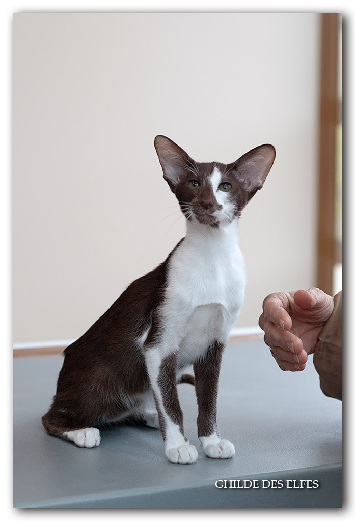 orientale2.jpg - Pavlova du Bois du Fay