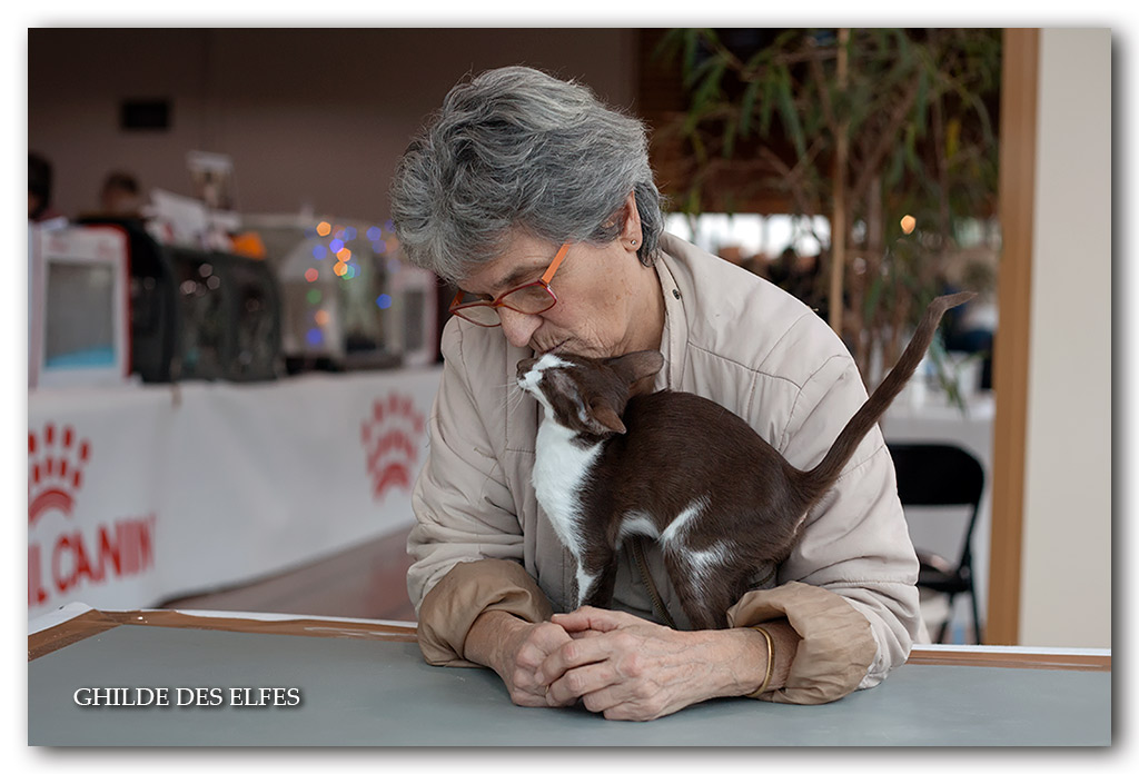 orientale3.jpg - Pavlova du Bois du Fay