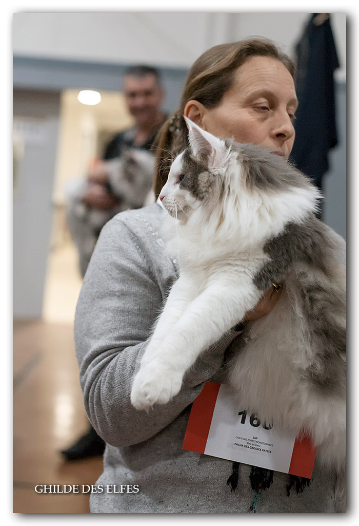 pacha-des-grosses-pattes1.jpg - Pacha des grosses pattes